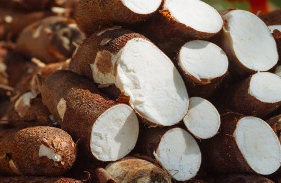 Cassava is one of the most important ingredients in Brazilian cuisine.