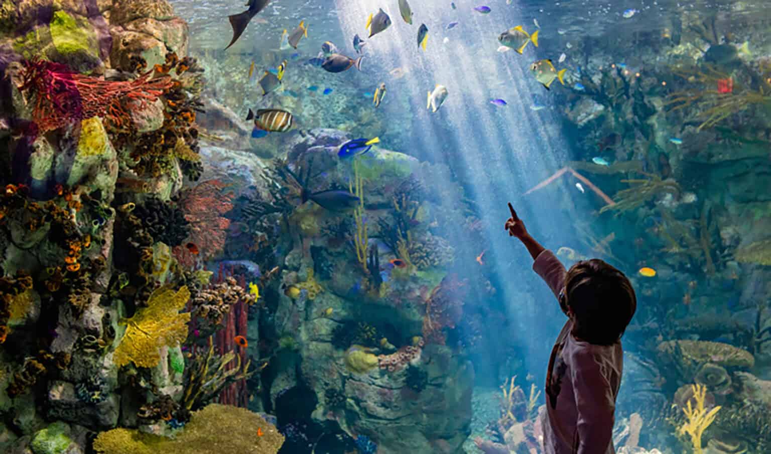 Image Calendar San Diego Museum Month Explore Birch Aquarium in La Jolla San Diego