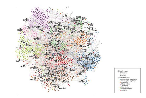MAIOR MAPA MOLECULAR DO AUTISMO JÁ FEITO REVELA PISTAS PARA NOVOS TRATAMENTOS 2 A inteligência artificial e o AlphaFold ajudaram a identificar como mutações podem alterar as interações entre proteínas.