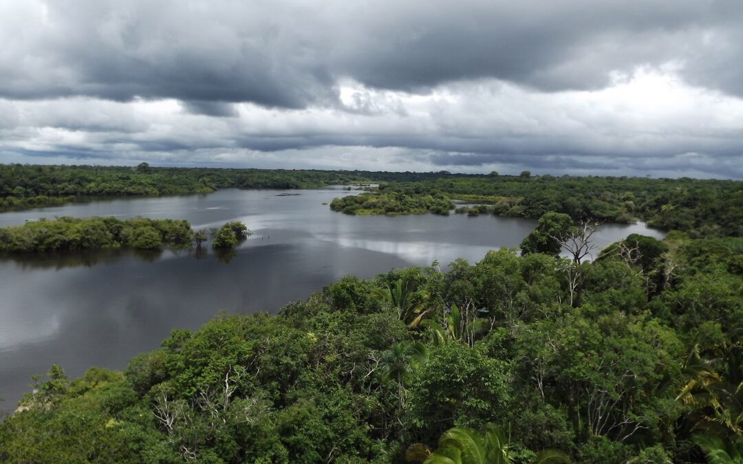 SOS Amazônia: A Luta pela Preservação da Maior Floresta Tropical do Mundo