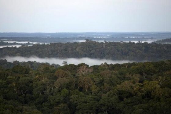 Image Web Oct 6 Amazon Forest Phoyo by Bruno Kelly Reuters e1740618428131