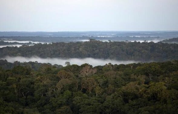 Possible Solution for the Deforestation: Make ‘Good Stuff’ Cheaper
