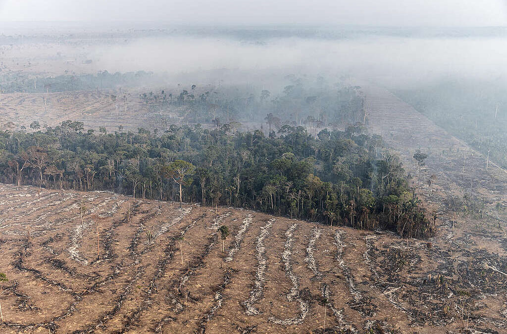 Amazon Deforestation Report is Major Setback For Brazil Ahead of Climate Talks