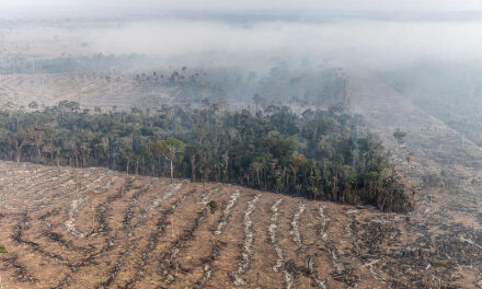 Amazon Deforestation Report is Major Setback For Brazil Ahead of Climate Talks