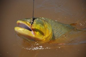 Image Fishing Dourado 1