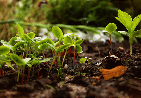 Image Permaculture 1 e1747958470158