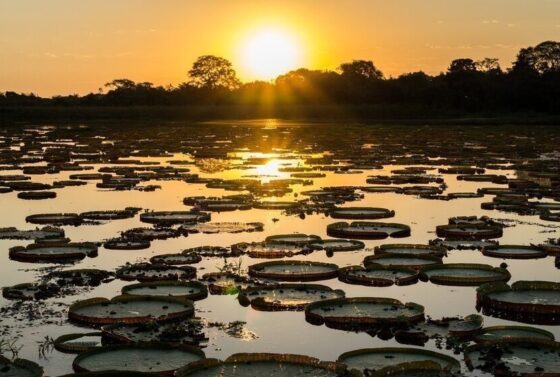 90247 alta temporada no pantanal 5 motivos para embarcar nessa viagem e1724718669185