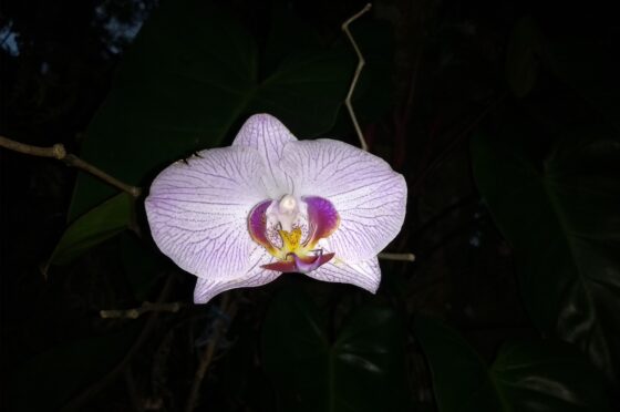 Image Close Up em Orquidea Branca e1712187492362