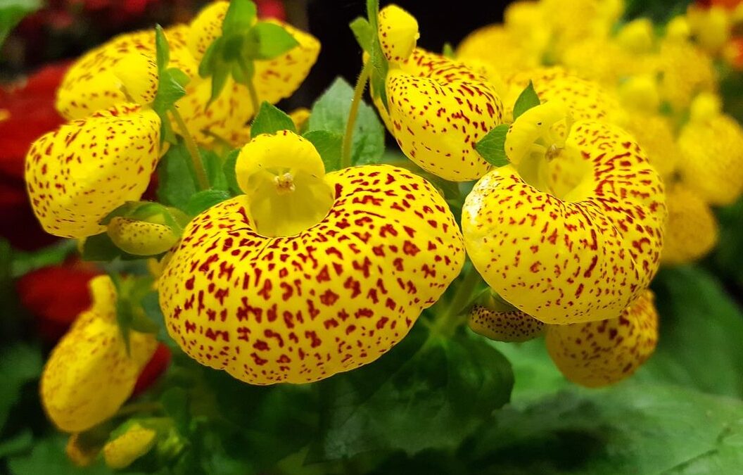 Conheça um Pouco Sobre as Belas e Fascinantes Orquídeas