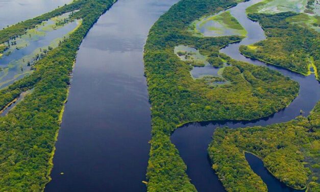 Brasil Perdeu 89 Milhões de Hectares de Vegetação Natural nos últimos 34 Anos, diz pesquisa