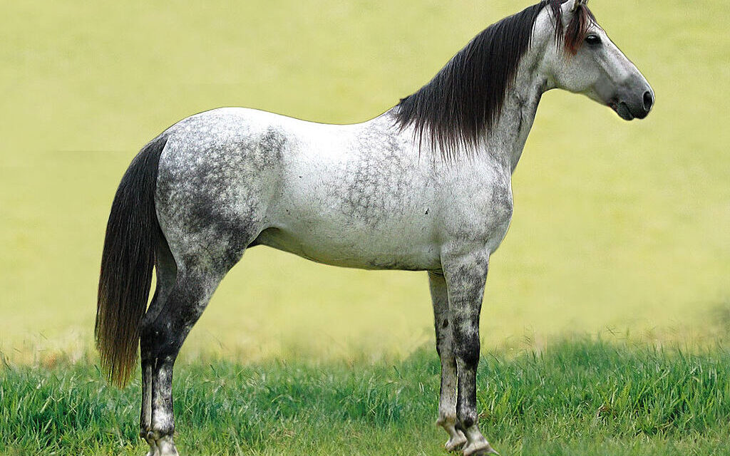 THE MANGALARGA MARCHADOR: BRAZIL’S NATIONAL TREASURE AND ONE OF THE WORLD’S SMOOTHEST RIDING HORSES