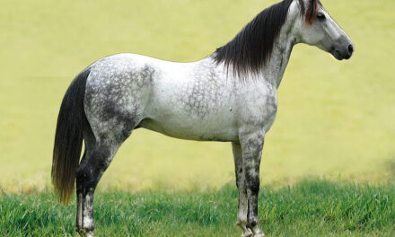 THE MANGALARGA MARCHADOR: BRAZIL’S NATIONAL TREASURE AND ONE OF THE WORLD’S SMOOTHEST RIDING HORSES