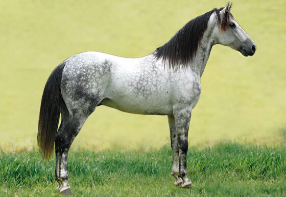 THE MANGALARGA MARCHADOR: BRAZIL’S NATIONAL TREASURE AND ONE OF THE WORLD’S SMOOTHEST RIDING HORSES 1 A raça descende de cavalos ibéricos trazidos pelos portugueses, herdando resistência, elegância e suavidade de movimentos.