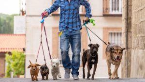 dog walker