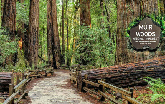 Muir Woods Tour San Francisco 1500 e1708650697821