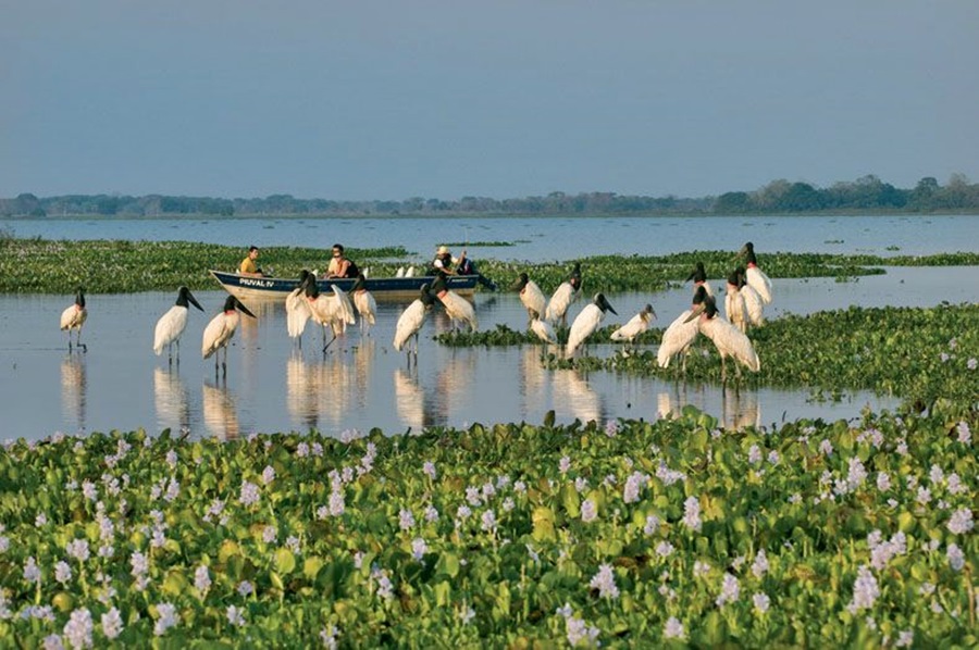 Pantanal Matogrossense: A Show of Colors in the Open Horizon
