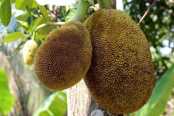 Jackfruit, a Brazilian superfood, has a unique pork-like texture and is cholesterol-free