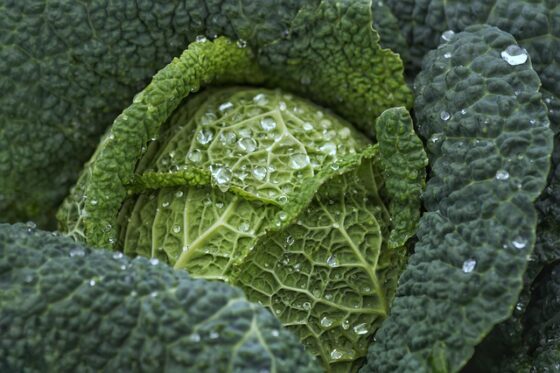 Kale is a nutrient-packed superfood that offers fiber and essential vitamins A and C