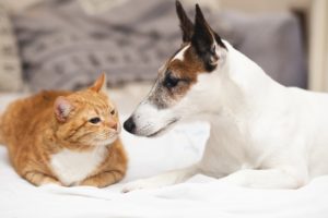 cute dog with cat friend 23 2148332378