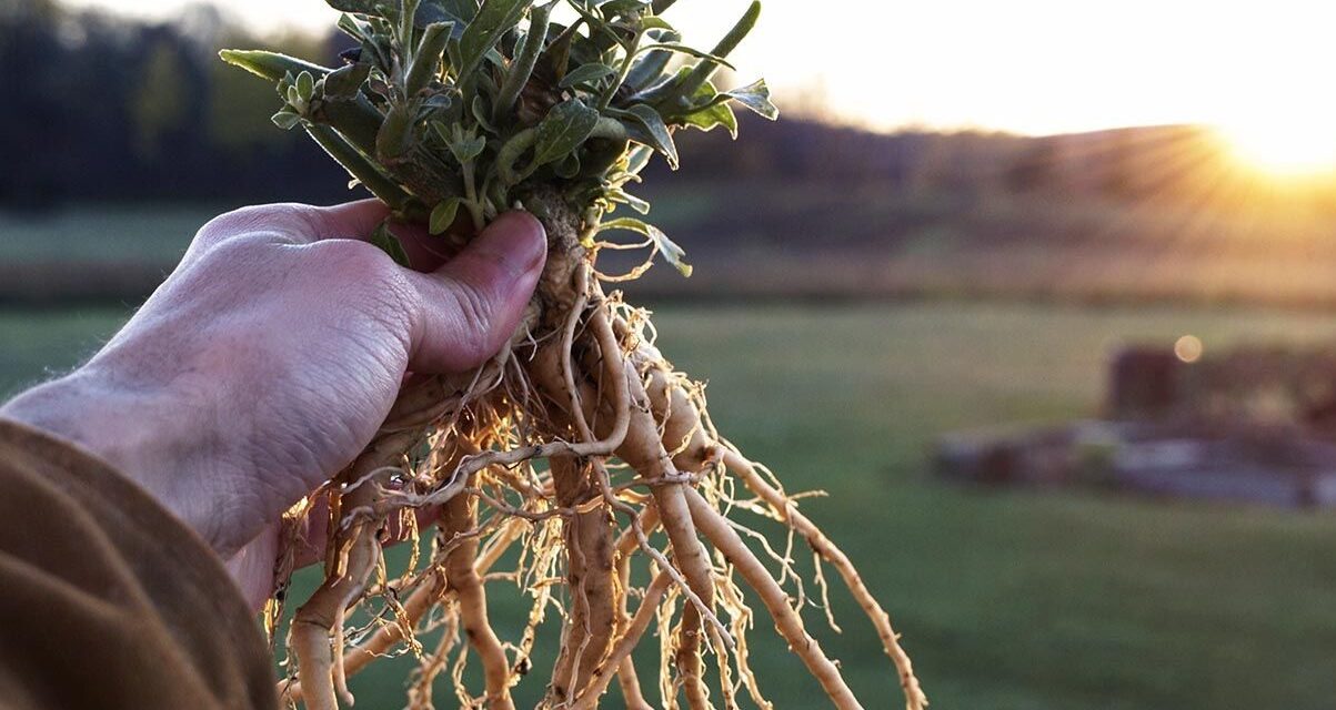 Ashwagandha: a Planta que Virou Febre Entre os Americanos