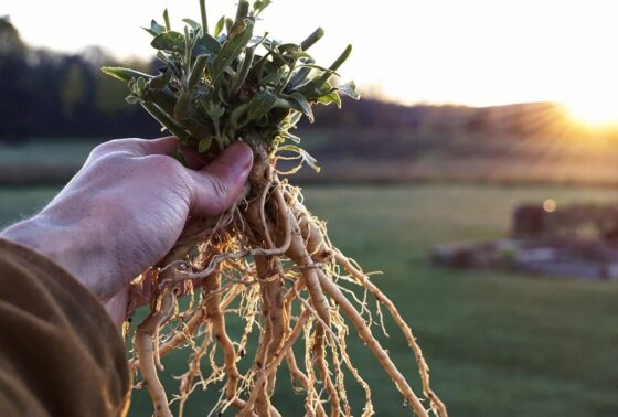 Image Ashwagandha Root Plant 4 e1716856559127