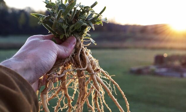 Ashwagandha: a Planta que Virou Febre Entre os Americanos