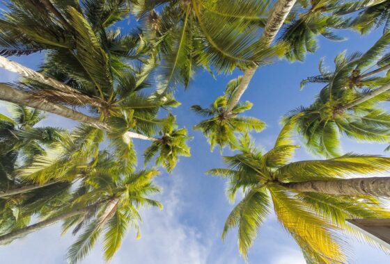 Image Fresh Coconut Trees