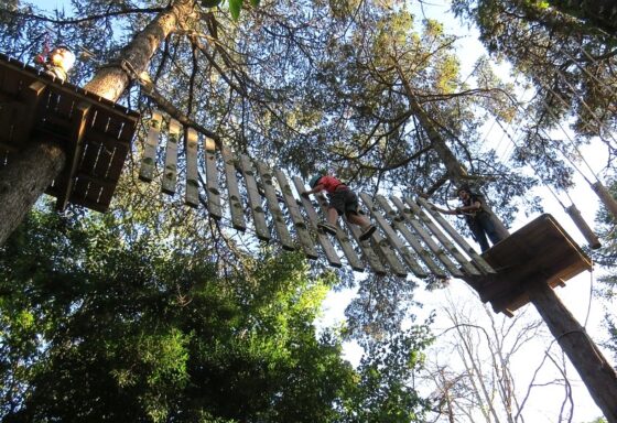 Image Tree Climbing or Arborimo in Portuguese e1708651267490