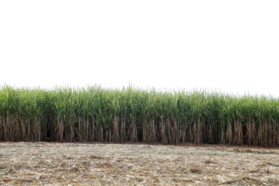 Image Sugar Cane Field Cachaca