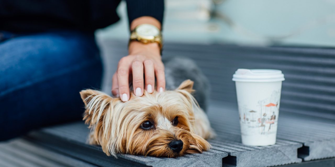 Essential Tips When Traveling With Your Pets