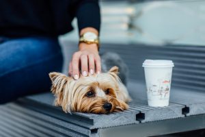 small adorable yorkshire terrier dog carried by owner in pet bag to travel ourdoor and indoor canine owner accessory