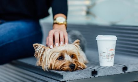 Essential Tips When Traveling With Your Pets