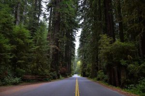 Prairie Creek Redwoods, na California. 