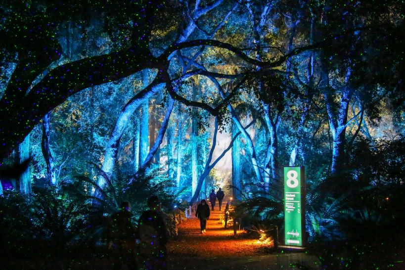 Image Calendar Forest of Light at Descanso Gardens