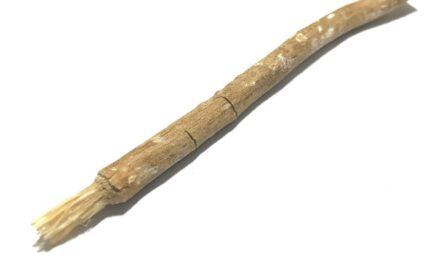 MISWAK: ENTENDA A “ESCOVA DE DENTES” NATURAL QUE VIRALIZOU NO TIK TOK