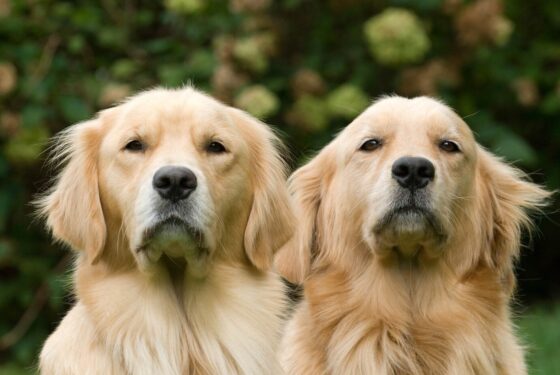 foto de dois jovens golden retrievers