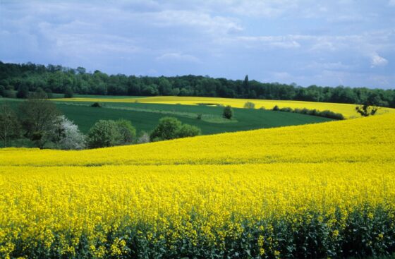 Brazil’s Bio-Diesel Revolution: Fueling the Future of Sustainable Energy in 2025 1 Image Biodiesel 1