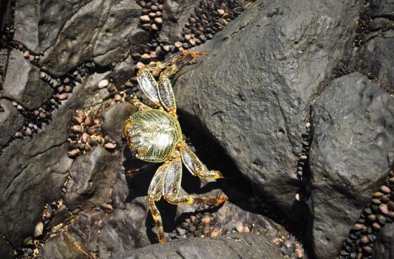 Image Travel to Brazil Fernando de Noronha 3 e1756248777181