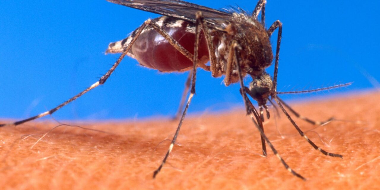 CASO INCOMUM DO VÍRUS CHIKUNGUNYA É REGISTRADO EM NOVA YORK, NOS ESTADOS UNIDOS