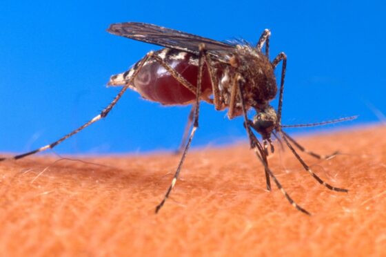 CASO INCOMUM DO VÍRUS CHIKUNGUNYA É REGISTRADO EM NOVA YORK, NOS ESTADOS UNIDOS 1 Mosquito que Transmite a Chikungunya. Foto: Departamento de Agricultura dos EUA