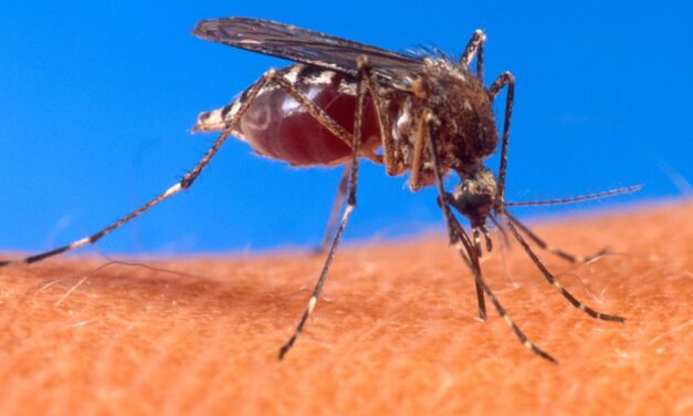 CASO INCOMUM DO VÍRUS CHIKUNGUNYA É REGISTRADO EM NOVA YORK, NOS ESTADOS UNIDOS