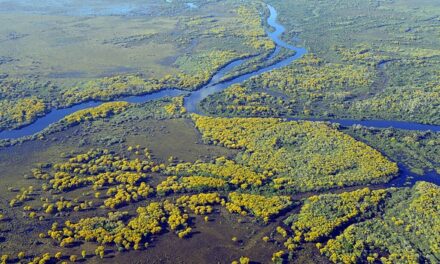 BEYOND BEACHES: THE PANTANAL, BRAZIL’S LIVING SANCTUARY