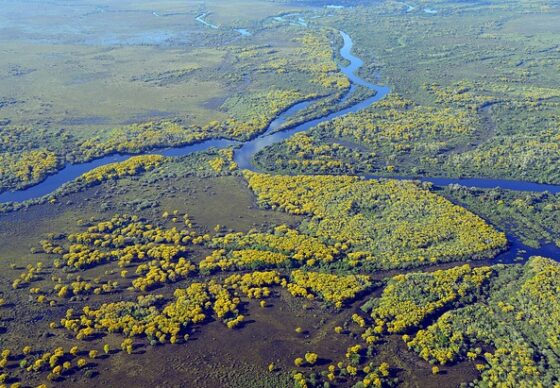 BEYOND BEACHES: THE PANTANAL, BRAZIL’S LIVING SANCTUARY 1 Wildlife safaris provide exceptional photo opportunities and rare sightings, including jaguars.