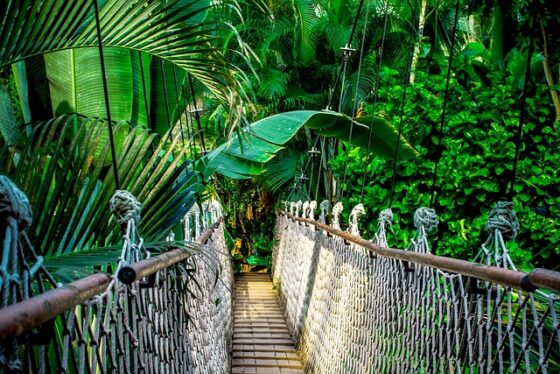 Suspension Bridge in the Brazilian Amazon Forest