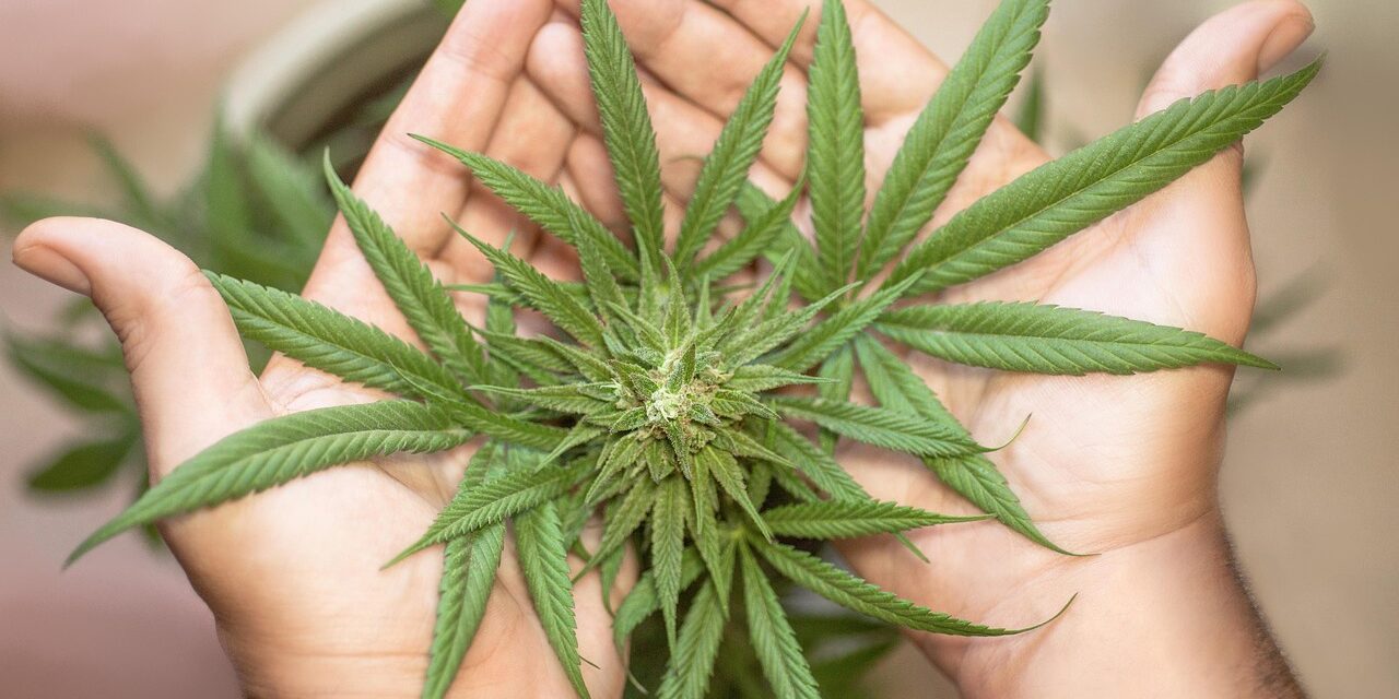 LEGALIZAÇÃO DA MACONHA NOS EUA EM 2025 E 2026: ONDE É LEGAL, ONDE É RESTRITA E COMO FUNCIONAM AS LEIS