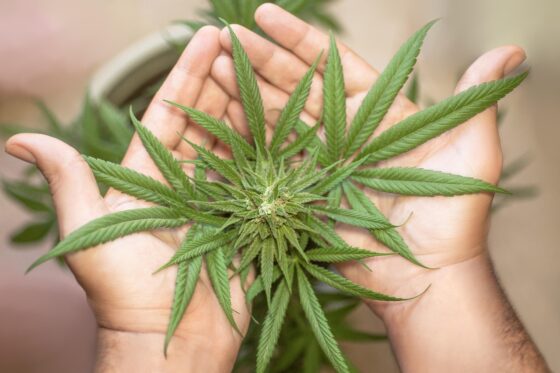 LEGALIZAÇÃO DA MACONHA NOS EUA EM 2025 E 2026: ONDE É LEGAL, ONDE É RESTRITA E COMO FUNCIONAM AS LEIS 1 A maconha segue ilegal em nível federal nos EUA, mas amplamente permitida por leis estaduais.A maconha segue ilegal em nível federal nos EUA, mas amplamente permitida por leis estaduais.