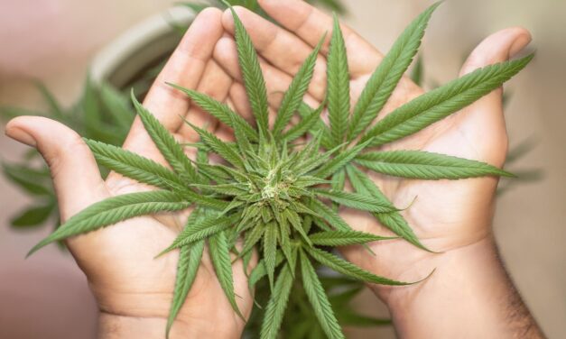 LEGALIZAÇÃO DA MACONHA NOS EUA EM 2025 E 2026: ONDE É LEGAL, ONDE É RESTRITA E COMO FUNCIONAM AS LEIS